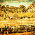 Loading Chutes at the Old Ranch
