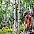 Old Outhouse Among Aspens