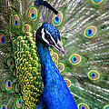 Peacock on Display