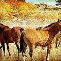 Untamed In Wyoming